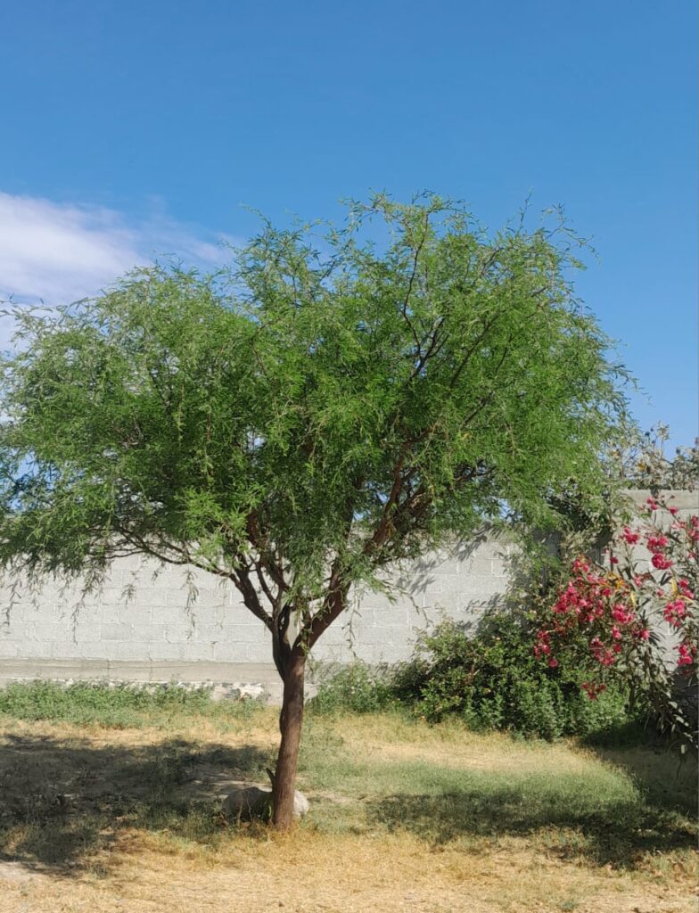 LAS BONDADES DE LA FLORA DEL VALLE DEL MEZQUITAL - Hidalgo 360